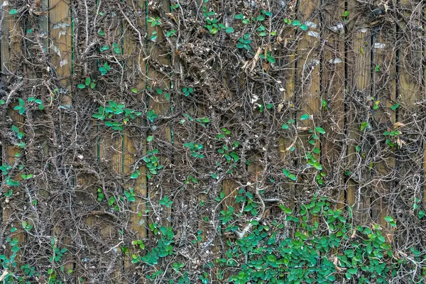 Αναρρίχηση Σύκο Creeping Σύκο Ficus Pumila Φυτά Κισσός Σέρνεται Επάνω — Φωτογραφία Αρχείου
