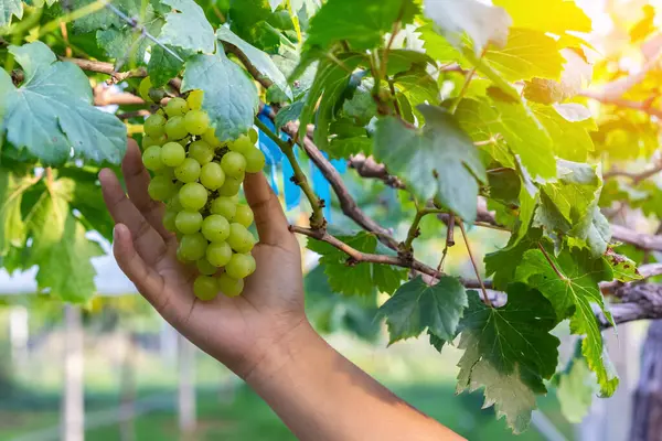 Hand of farmer check healthy young grapes hanging on stems among their leaves in garden, Beautiful growing organic grape vine in garden. A bunch of green grapes among leaves. Unripe grape bunches.