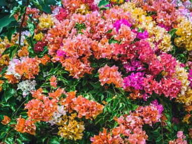 Colorful of Bougainvillea spectabilis (great bougainvillea) flowers. The beautiful multicolored of bougainvillea flowers planted in the garden. Nature background. Bougainvillea flower, Paper flower.