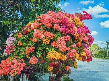 Colorful of Bougainvillea spectabilis (great bougainvillea) flowers. The beautiful multicolored of bougainvillea flowers planted in the garden. Nature background. Bougainvillea flower, Paper flower.