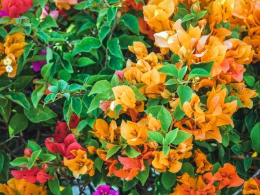 Colorful of Bougainvillea spectabilis (great bougainvillea) flowers. The beautiful multicolored of bougainvillea flowers planted in the garden. Nature background. Bougainvillea flower, Paper flower.