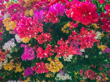 Colorful of Bougainvillea spectabilis (great bougainvillea) flowers. The beautiful multicolored of bougainvillea flowers planted in the garden. Nature background. Bougainvillea flower, Paper flower.