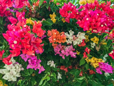 Colorful of Bougainvillea spectabilis (great bougainvillea) flowers. The beautiful multicolored of bougainvillea flowers planted in the garden. Nature background. Bougainvillea flower, Paper flower.