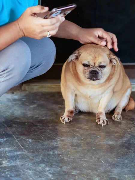 Fat brown old dog sit in front of the door with female owner using smart phone. Cute dog sit on cement floor with woman using mobile phone. Lazy dog relaxing. Lifestyle of elderly pet at home concept.