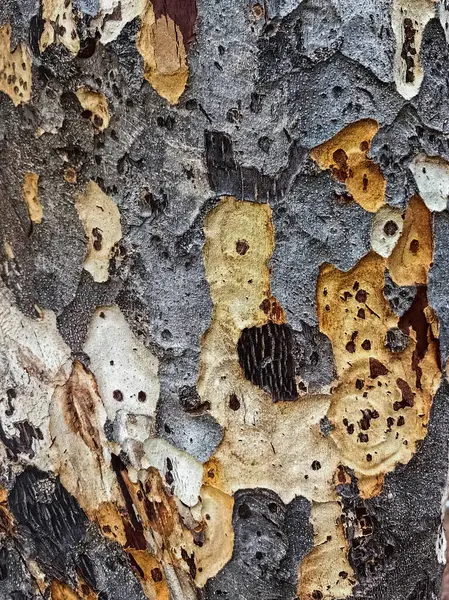 Close up to broken bark of old tree. Wooden tree with amazing texture from bark. Bark Surface Texture. Rough texture of old wood. Rough bark on old trunk of tree. Tree bark texture surface background.