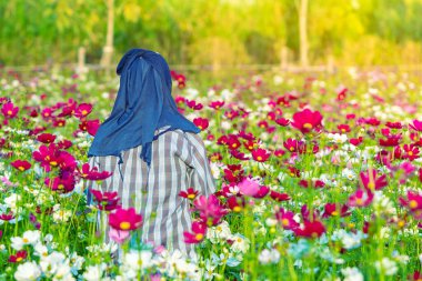 Kozmos çiçek tarlalarında çalışan kadın çiftçi. Renkli kozmos çiçek bahçesinde Asyalı kadın çiftçi. Bir kadın bahçıvan onları daha güzel yapmak için bahçedeki çiçekleri kesip süslüyor..