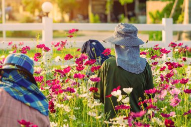 Kozmos çiçek tarlalarında çalışan kadın çiftçi. Renkli kozmos çiçek bahçesinde Asyalı kadın çiftçi. Bir kadın bahçıvan onları daha güzel yapmak için bahçedeki çiçekleri kesip süslüyor..