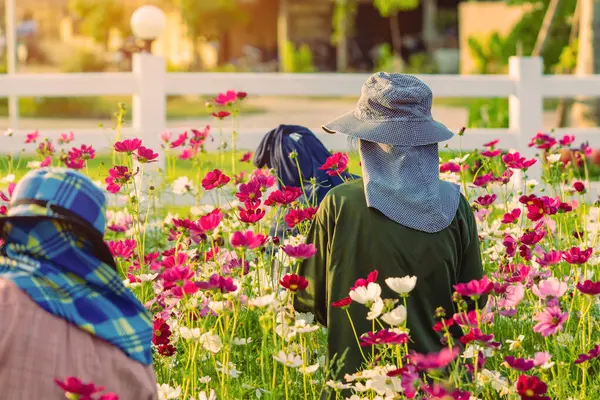 Female farmer work in cosmos flower fields. Asian woman farmer in the colorful cosmos flowers garden. A female gardener is cutting and decorating the flowers in the garden to make them more beautiful.