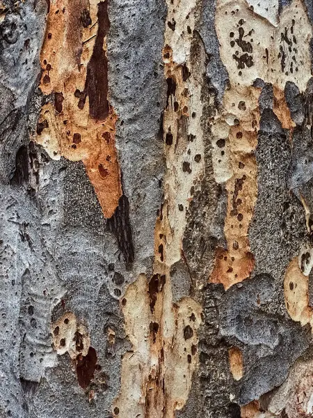 Close up to broken bark of old tree. Wooden tree with amazing texture from bark. Bark Surface Texture. Rough texture of old wood. Rough bark on old trunk of tree. Tree bark texture surface background.