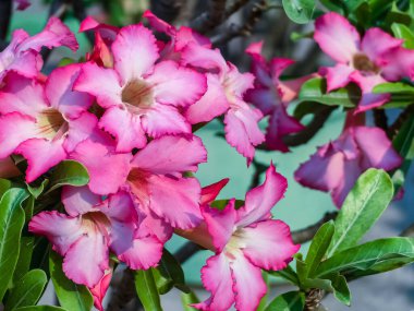 Güzel Adenium veya çöl gülü çiçeği. Bulanık yeşil yapraklı pembe adenyum çiçeği. Bahçeye ekilmiş parlak kırmızı açelya çiçeği. Çiçek arkaplan. Tropik çiçek Pembe Adenyum. Çöl gülü