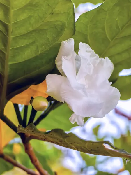 Close up of jasmine flowers growing on the bush in a garden. Jasminum sambac (Arabian jasmine or Sambac jasmine) is a species of jasmine native to tropical Asia, Jasmine flower (Jasminum officinale).