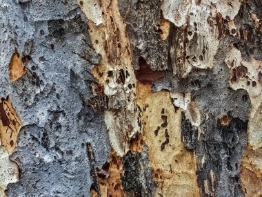 Kırık ağaç kabuğuna yakın. Ağaç kabuğundan harika bir dokusu olan ahşap bir ağaç. Kabuk yüzeyi dokusu. Eski ahşabın pürüzlü dokusu. Ağaç gövdesine sert bir ağaç kabuğu. Ağaç kabuğu dokusu yüzey arkaplanı.