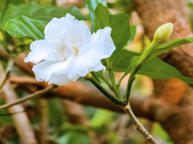 Bahçedeki çalılıklarda büyüyen yasemin çiçeklerini kapatın. Jasminum sambac (Arapça: الالالالالالالالالالالالالالالالالالالالالالالالالالالالالالالالالالالالالالللللالاللللللللللللللللاللالالالالال))),).