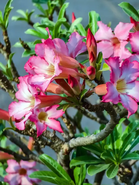 Beautiful Adenium or desert rose flower. Pink adenium flower with blur green leaves background. Bright red azalea flower planted in garden. Floral background. Tropical flower Pink Adenium. Desert rose
