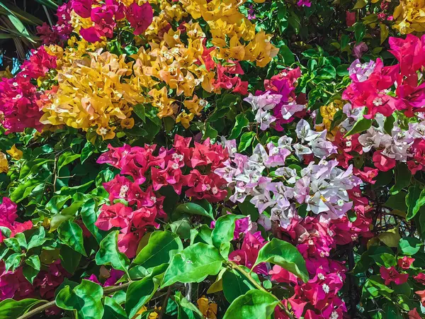 Colorful of Bougainvillea spectabilis (great bougainvillea) flowers. The beautiful multicolored of bougainvillea flowers planted in the garden. Nature background. Bougainvillea flower, Paper flower.