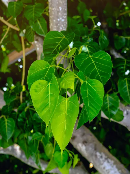 Many of green heart shaped bodhi leaves of Bodhi Tree in forest. Bodhi leaves are shaped with pointed ends and come in many beautiful colors.Group of young juicy green leaves on branches of bodhi tree