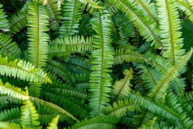 Abstract background of fresh ferns in garden. Beautiful ferns leaves green foliage natural floral fern background in sunlight. Pteridophyte or dryopteris fern. Common polypody (polypodium vulgare). clipart