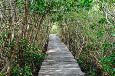 Mangrov ağaçlarının yağmur ormanlarındaki ahşap köprü manzarası. Köprüsü olan eski ahşap zemin ya da tropikal mangrov ormanlarında yürümek. İzler gölgeli ağacın altında uzanıyor. Tropik egzotik seyahat.