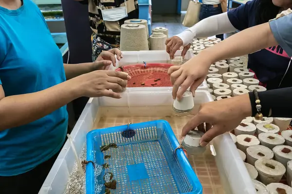 Turistler, deniz çiftliği Coral Conservation and Restoration Center 'da deniz ortamını onarmak için mercan yetiştirme deneyinin keyfini çıkarıyorlar. İnsanlar mercan resiflerini onarmak için mercan bakımı yaparlar..