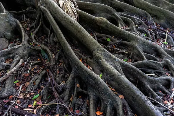 Earth full of big roots of a natural plant. Amazing centenarian tree with large trunk and big roots above the ground. View of the old tree with roots. Close up view of the base of the tree in forest.
