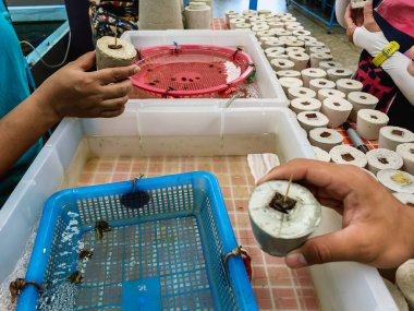 Tourists enjoy in the experiment of growing coral to restore marine environment at the marine farm Coral Conservation and Restoration Center. People try doing coral nursery to restore coral reefs. clipart