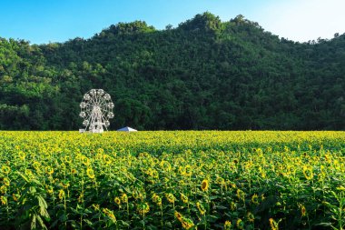 Beautiful view of white ferris wheel in sunflower farm with mountain in background. Ferris wheel with view of nature and a field of blooming sunflowers. Relaxation with beautiful and peaceful nature. clipart