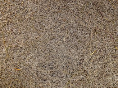 Kurumuş çam yaprakları yere düşer. Güz mevsiminde düşen çam yapraklarının yapraklarının ve iğnelerinin kahverengi arka planı. Konsept ve tasarım için doğal zemin. Yere düşmüş dallar.