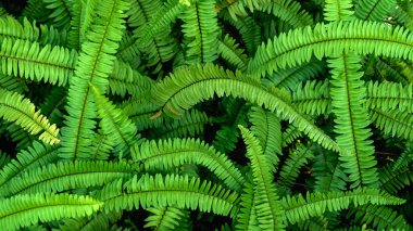 Abstract background of fresh ferns in garden. Beautiful ferns leaves green foliage natural floral fern background in sunlight. Pteridophyte or dryopteris fern. Common polypody (polypodium vulgare). clipart