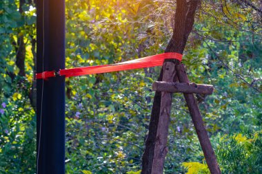 Ağacın dikleşmesini kontrol etmek için direğe ve ağaca bağlanmış turuncu askı. Bant uygun büyüme için ağaç gövdesini destekliyor. Açık havada, ağacın etrafına naylon kamçılama kemeri. Seçici odak.