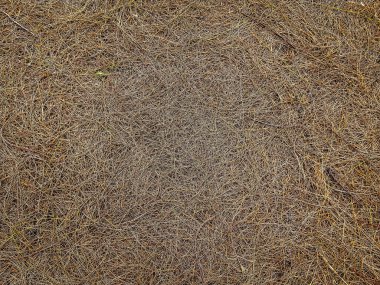 Kurumuş çam yaprakları yere düşer. Güz mevsiminde düşen çam yapraklarının yapraklarının ve iğnelerinin kahverengi arka planı. Konsept ve tasarım için doğal zemin. Yere düşmüş dallar.