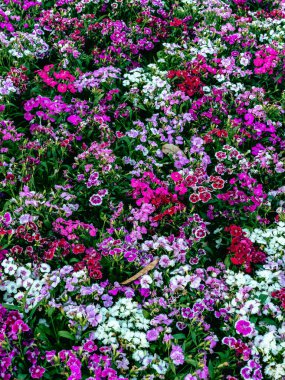 Bahçede çiçek açan dianthus (karanfil). Bahçedeki çiçekler parlak renkler. Soyut doğal arkaplan. Aynı anda açan pembe çiçekler gibi. Tatlı William çiçeği veya Dianthus barbatus.
