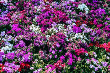 Bahçede çiçek açan dianthus (karanfil). Bahçedeki çiçekler parlak renkler. Soyut doğal arkaplan. Aynı anda açan pembe çiçekler gibi. Tatlı William çiçeği veya Dianthus barbatus.
