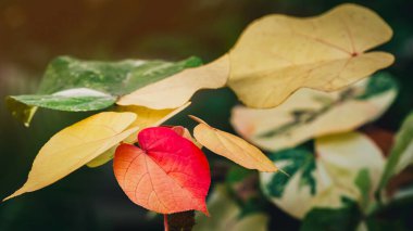 Yeşil arka planda güzel kırmızı kalp şekilli yapraklar. Genç kırmızı Bodhi yaprağı doğal ağaçta. İncir ağacının sarı yaprakları arasında kırmızı yapraklar. Bodhi ağacından peepal Leaf. Doğa arkaplanı.