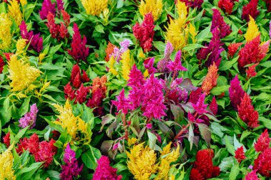 Bahçede açan rengarenk farklı çiçekler. Celosia çiçeği ya da horozibiği çiçek açıyor. Celosia Argentea ya da Plumed horozibiği çiçeğinin arka planına sahip çok renkli güzel bir çiçek. Seçici odak.