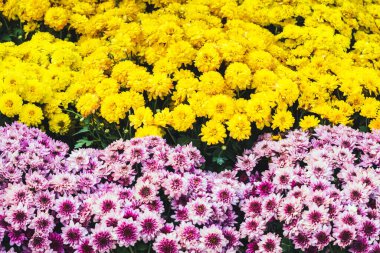 Sarı ve pembe kasımpatı çiçeklerinden oluşan güzel bir düzenleme. Sarı ve pembe kasımpatı çalıları. Bir sürü kasımpatı çiçeği. Çiçek arka planı. Çiçek duvar kağıdı.