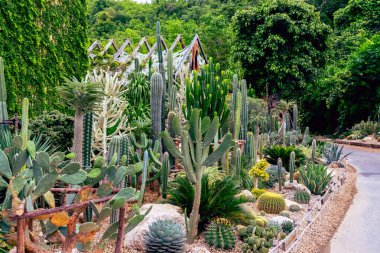 Çiftlikte çeşitli taze kaktüsler var. Gelişmekte olan bir kaktüs koleksiyonu. Botanik bahçesindeki kaktüs bitkisi. Seradaki sanayi kaktüsleri ve farklı türde kaktüsler satılık..
