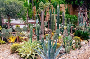 Çiftlikte çeşitli taze kaktüsler var. Gelişmekte olan bir kaktüs koleksiyonu. Botanik bahçesindeki kaktüs bitkisi. Seradaki sanayi kaktüsleri ve farklı türde kaktüsler satılık..