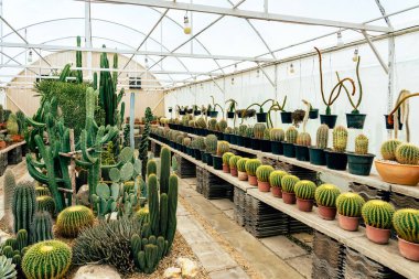 Çiftlikte çeşitli taze kaktüsler var. Gelişmekte olan bir kaktüs koleksiyonu. Botanik bahçesindeki kaktüs bitkisi. Seradaki sanayi kaktüsleri ve farklı türde kaktüsler satılık..