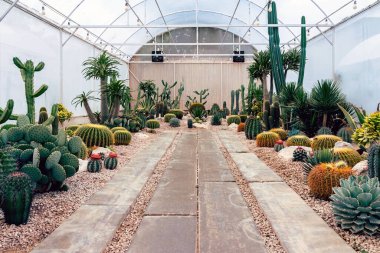 Çiftlikte çeşitli taze kaktüsler var. Gelişmekte olan bir kaktüs koleksiyonu. Botanik bahçesindeki kaktüs bitkisi. Seradaki sanayi kaktüsleri ve farklı türde kaktüsler satılık..
