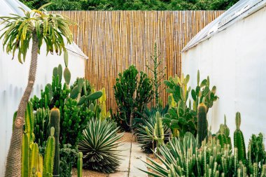 Çiftlikte çeşitli taze kaktüsler var. Gelişmekte olan bir kaktüs koleksiyonu. Botanik bahçesindeki kaktüs bitkisi. Seradaki sanayi kaktüsleri ve farklı türde kaktüsler satılık..