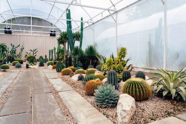Çiftlikte çeşitli taze kaktüsler var. Gelişmekte olan bir kaktüs koleksiyonu. Botanik bahçesindeki kaktüs bitkisi. Seradaki sanayi kaktüsleri ve farklı türde kaktüsler satılık..