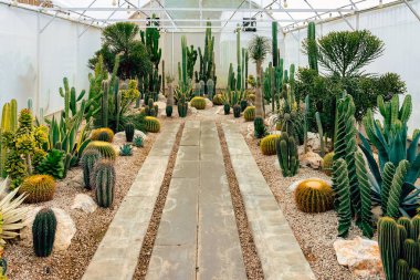 Çiftlikte çeşitli taze kaktüsler var. Gelişmekte olan bir kaktüs koleksiyonu. Botanik bahçesindeki kaktüs bitkisi. Seradaki sanayi kaktüsleri ve farklı türde kaktüsler satılık..