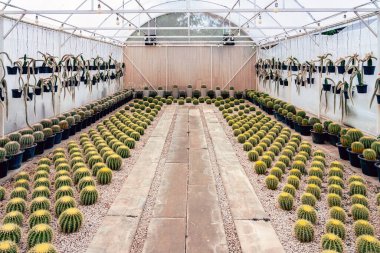 Çiftlikte çeşitli taze kaktüsler var. Gelişmekte olan bir kaktüs koleksiyonu. Botanik bahçesindeki kaktüs bitkisi. Seradaki sanayi kaktüsleri ve farklı türde kaktüsler satılık..