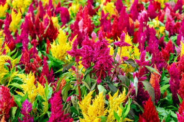 Bahçede açan rengarenk farklı çiçekler. Celosia çiçeği ya da horozibiği çiçek açıyor. Celosia Argentea ya da Plumed horozibiği çiçeğinin arka planına sahip çok renkli güzel bir çiçek. Seçici odak.