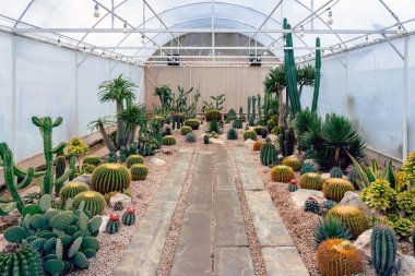 Çiftlikte çeşitli taze kaktüsler var. Gelişmekte olan bir kaktüs koleksiyonu. Botanik bahçesindeki kaktüs bitkisi. Seradaki sanayi kaktüsleri ve farklı türde kaktüsler satılık..