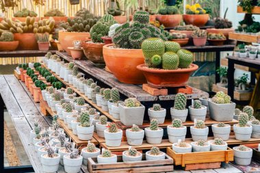 Çiftlikte çeşitli taze kaktüsler var. Gelişmekte olan bir kaktüs koleksiyonu. Botanik bahçesindeki kaktüs bitkisi. Seradaki sanayi kaktüsleri ve farklı türde kaktüsler satılık..