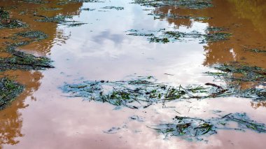 Şiddetli yağmur ve selden sonra ormandan gelen toprak ve çamur nedeniyle güçlü kirli su ile birlikte akan yabani otlar ve molozlar ile sulama kanalının görüntüsü. La Nina krizi, Su kirliliği.