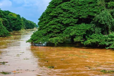 View of irrigation canal with weeds and debris flowing together with strong flowing dirty brown water due to soil and mud from forest after heavy rains and floods. La Nina crisis, Water pollution. clipart