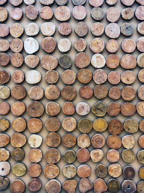 Doğadaki birçok ağaç kütüğü duvarda süslenir. Bir sürü kesilmiş kayıt arka planı var. Ağaç gövdelerinin kesitleri arka planda. Ağaç kesme süsü. Dekorasyon için ağaç gövdelerini bir araya getirmek.