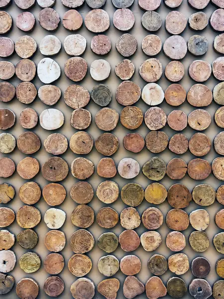 Doğadaki birçok ağaç kütüğü duvarda süslenir. Bir sürü kesilmiş kayıt arka planı var. Ağaç gövdelerinin kesitleri arka planda. Ağaç kesme süsü. Dekorasyon için ağaç gövdelerini bir araya getirmek.